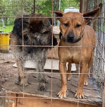 HAILEY, Hund, Mischlingshund in Ungarn - Bild 17