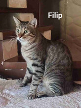 FILIP, Katze, Europäisch Kurzhaar in Bulgarien - Bild 3