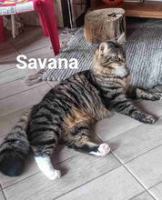 SAVANA, Katze, Europäisch Kurzhaar in Bulgarien - Bild 2