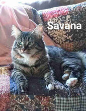 SAVANA, Katze, Europäisch Kurzhaar in Bulgarien - Bild 5