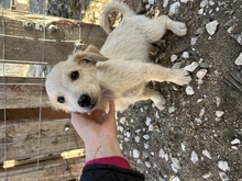 LOTTI, Hund, Mischlingshund in Miesbach