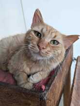 ROMEO, Katze, Europäisch Kurzhaar in Düsseldorf