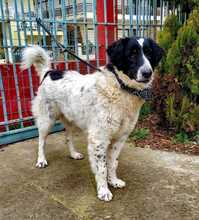 MARKET, Hund, Griechischer Schäferhund-Mix in Griechenland - Bild 1