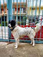 MARKET, Hund, Griechischer Schäferhund-Mix in Griechenland - Bild 3