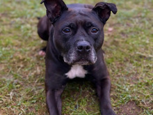 ANNELIESE, Hund, American Staffordshire Terrier-Mix in Hamburg - Bild 2