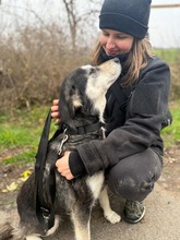 DÖMI, Hund, Mischlingshund in Flensburg - Bild 1