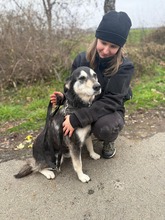 DÖMI, Hund, Mischlingshund in Flensburg - Bild 2