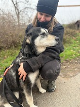 DÖMI, Hund, Mischlingshund in Flensburg - Bild 4