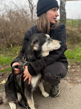 DÖMI, Hund, Mischlingshund in Flensburg - Bild 5