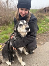 DÖMI, Hund, Mischlingshund in Flensburg - Bild 6