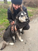 DÖMI, Hund, Mischlingshund in Flensburg - Bild 7