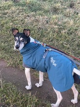 CHORIZO, Hund, Bodeguero Andaluz in Berga - Bild 5