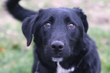 LEE, Hund, Mischlingshund in Hagen - Bild 3