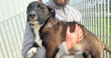 ROSETTA, Hund, Mischlingshund in Italien - Bild 2