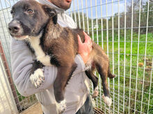 ROSETTA, Hund, Mischlingshund in Italien - Bild 3