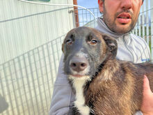 ROSETTA, Hund, Mischlingshund in Italien - Bild 8