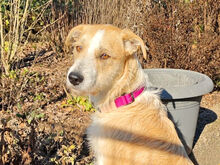 ROSARIA-12-2025, Hund, Mischlingshund in Püttlingen