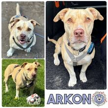 ARKON, Hund, Mischlingshund in Satow - Bild 1
