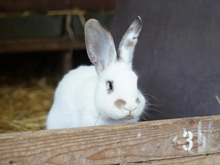 STAMPY, Hasenartige, Kaninchen in Hamburg