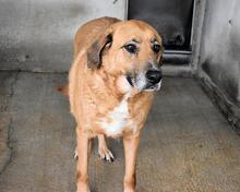 KEMP, Hund, Mischlingshund in Italien - Bild 16