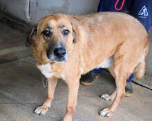 KEMP, Hund, Mischlingshund in Italien - Bild 17