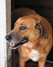 KEMP, Hund, Mischlingshund in Italien - Bild 18