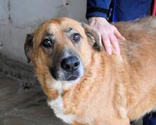 KEMP, Hund, Mischlingshund in Italien - Bild 19