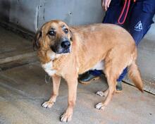 KEMP, Hund, Mischlingshund in Italien - Bild 20