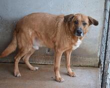 KEMP, Hund, Mischlingshund in Italien - Bild 21