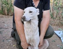 JAGO, Hund, Maremmano-Jagdhund-Mix in Italien - Bild 3