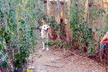 JAGO, Hund, Maremmano-Jagdhund-Mix in Italien - Bild 8