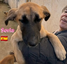 SORIA, Hund, Mischlingshund in Spanien - Bild 2