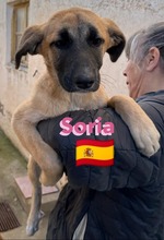 SORIA, Hund, Mischlingshund in Spanien - Bild 3