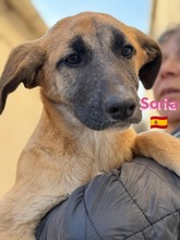 SORIA, Hund, Mischlingshund in Spanien - Bild 4