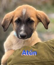 ATUN, Hund, Mischlingshund in Spanien