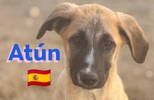 ATUN, Hund, Mischlingshund in Spanien - Bild 2