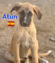 ATUN, Hund, Mischlingshund in Spanien - Bild 3