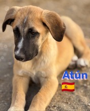 ATUN, Hund, Mischlingshund in Spanien - Bild 4