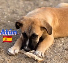 ATUN, Hund, Mischlingshund in Spanien - Bild 5