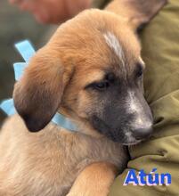 ATUN, Hund, Mischlingshund in Spanien - Bild 7