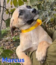 MARCUS, Hund, Mischlingshund in Spanien - Bild 4