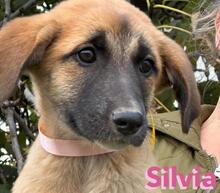 SILVIA, Hund, Mischlingshund in Spanien - Bild 2