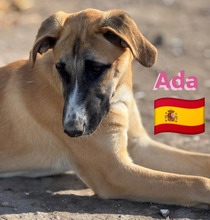 ADA, Hund, Mischlingshund in Spanien - Bild 10