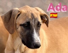 ADA, Hund, Mischlingshund in Spanien - Bild 2