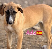 ADA, Hund, Mischlingshund in Spanien - Bild 3