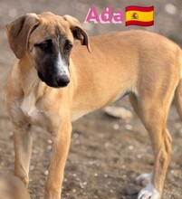 ADA, Hund, Mischlingshund in Spanien - Bild 4