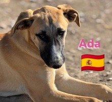 ADA, Hund, Mischlingshund in Spanien - Bild 9