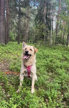RUDI, Hund, Mischlingshund in Polen - Bild 10