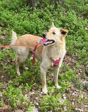 RUDI, Hund, Mischlingshund in Polen - Bild 11