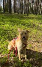 RUDI, Hund, Mischlingshund in Polen - Bild 12
